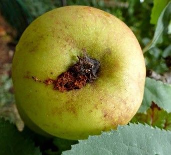Apfelbaum - Apfelwickler