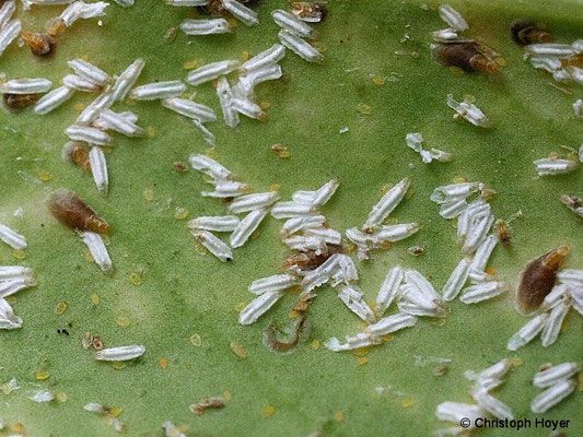 weisser Belag an Trieben und Blättern von Spindelstrauch (Euonymus)
