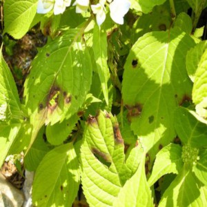 Blattflecken Hortensien