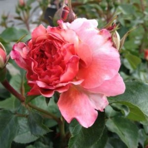 Rosen Blütenthrips