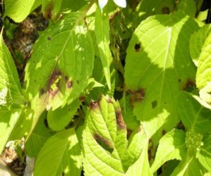 Blattflecken Hortensien