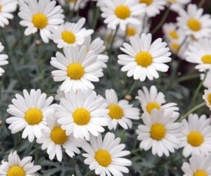 Margrithe