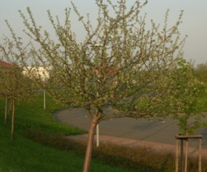 Apfelbaum1